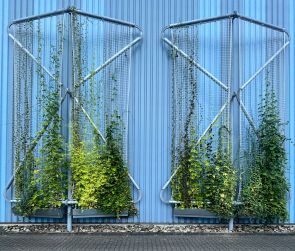 gruene-Fassade_03_A